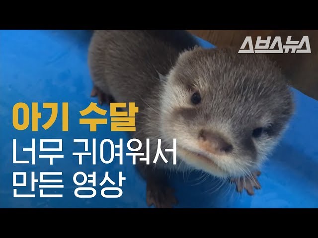 사육사 언니 품에 새끼 쏙 넣고 도도도 도망가는 수달 / Mother Otter Makes Breeder Babysit Her Children