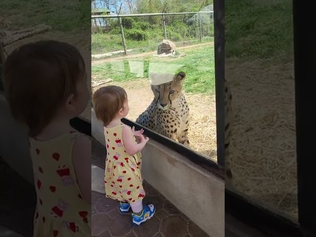 Little Girl and Cheetah Encounter at Virginia Zoo
