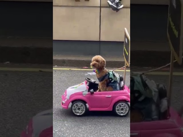 Adorable Dog Leads London Pride Parade Group in Tiny Car