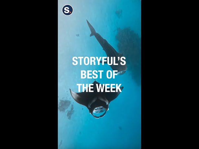 Apple Enthusiast, Moose on the Loose, Emma Stone's Hug and More: Storyful's Best of the Week