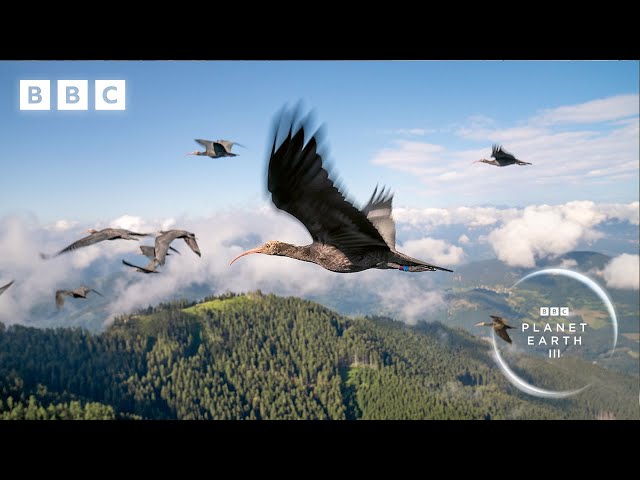 Teaching endangered ibis birds how to migrate | Planet Earth III - BBC