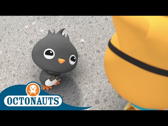 #StayHome Octonauts - Kwazii's Cute New Friend | Compilation | Cartoons for Kids