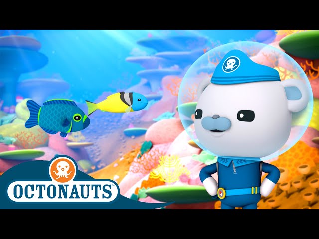 Octonauts - Damsel Fish & The Jawfish | Cartoons for Kids | Underwater Sea Education