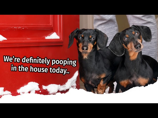 Ep 4. The Dogs Get a SNOW DAY!! - Cute Wiener Dogs Get Into Mischief