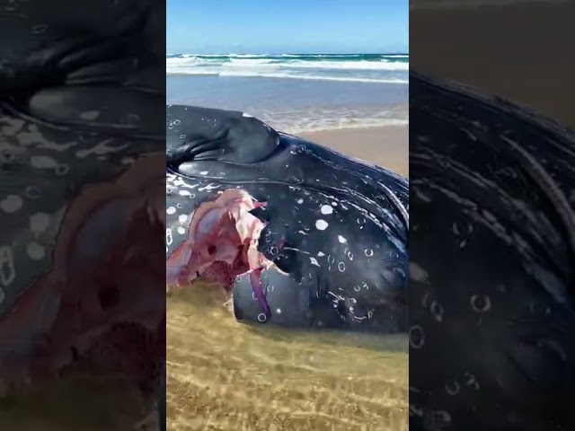 Dead Whale Missing Chunks of Flesh Washes Up on Australian Beach