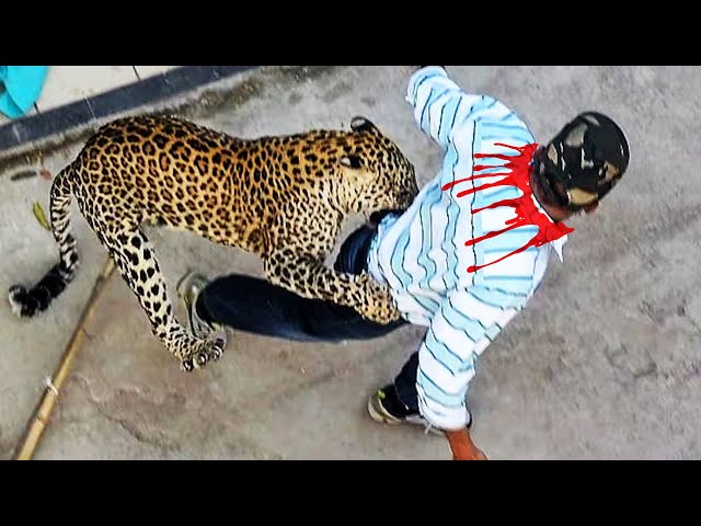 🐯Leopard Attack Human Compilation