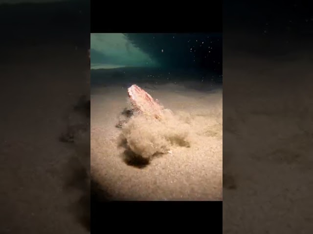 Scallop Makes Quick Getaway Across Seabed