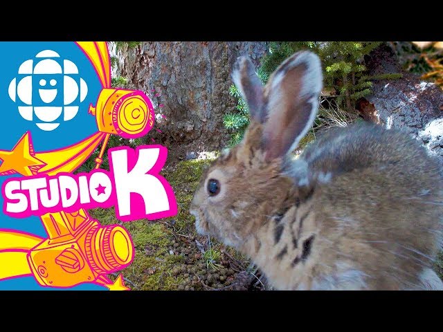 The Nature of Thingies: Remarkable Rabbits | CBC Kids