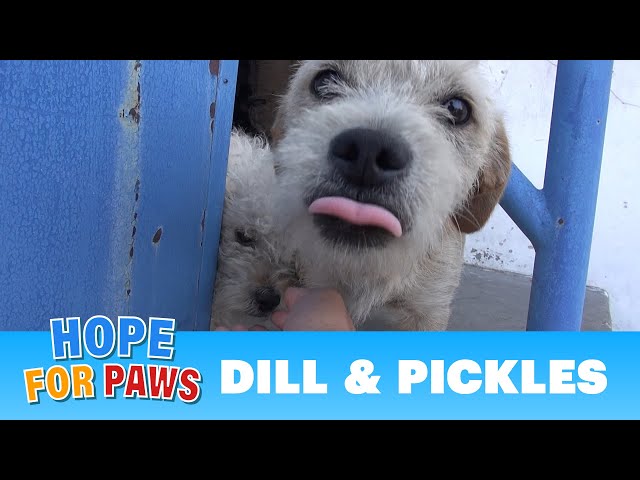 Dill & Pickles - homeless buddies happy to be rescued!  Please share.