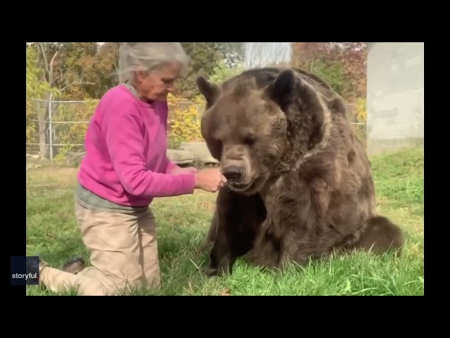 Woman Feeds Massive Rescue Bear