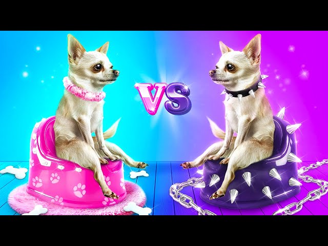 Good Dog vs Bad Dog! Life of Different Pets