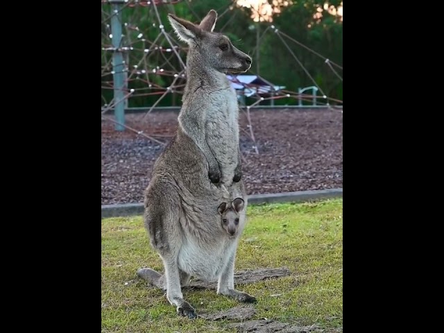 Adorable Kangaroo Pokes Head Out of Mama's Pouch
