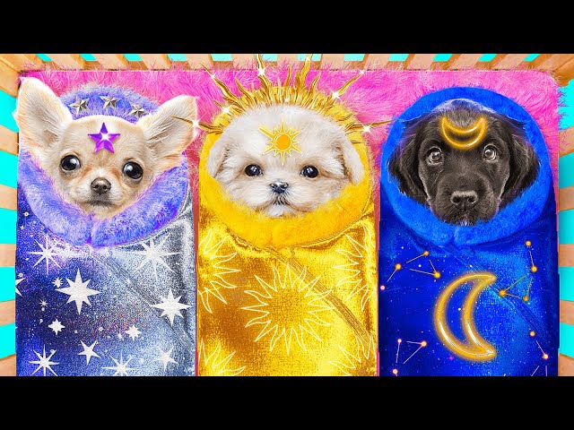 Moon Dog, Sun Dog and Star Dog in Real Life! We Build a Secret Room for Pets!