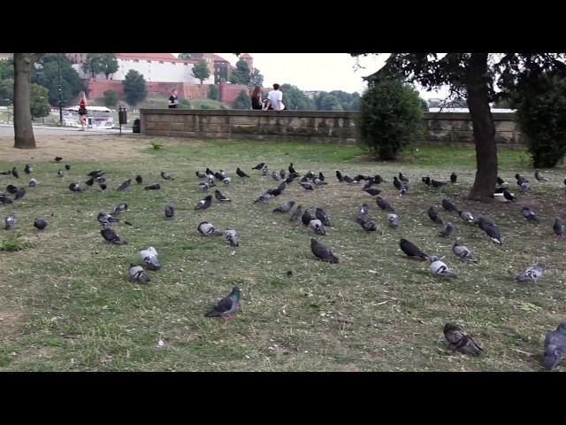 Krakow Pigeons