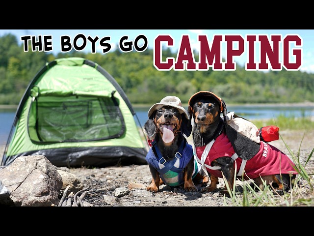 Ep 5: The Dogs Go Camping - Cute Dachshunds Camping Trip!