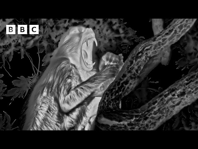 Epic Leopard Hunt in Night Vision | Mammals - BBC