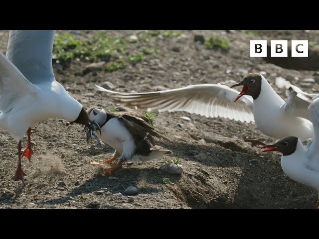 These gulls are VICIOUS 😱 | Wild Isles - BBC