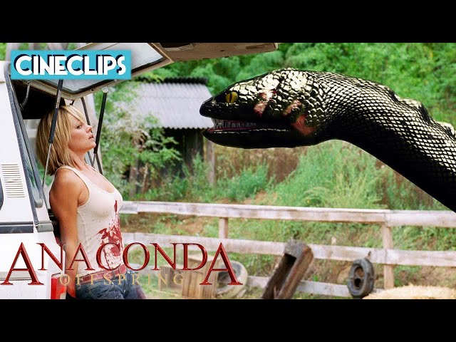 Face To Face With A Giant Anaconda | Anaconda 3: Offspring | CineClips