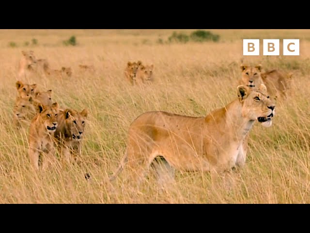 Revisiting a lion pride 15 years on | Lion: The Rise & Fall of Marsh Pride - BBC