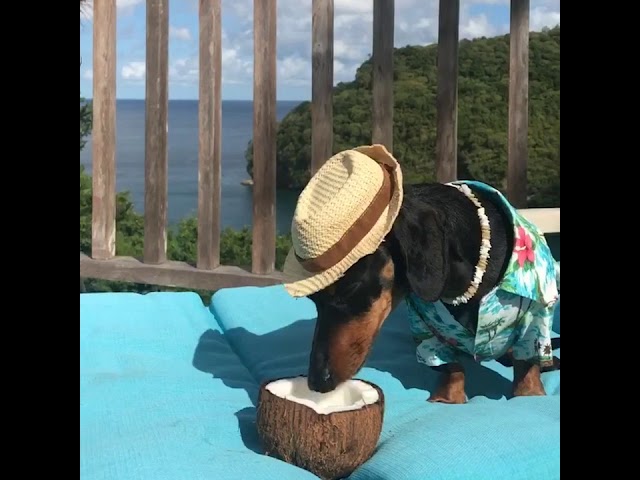 Crusoe Enjoying His Coconut!