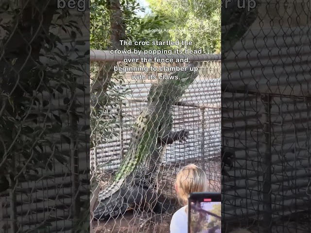 Giant Crocodile Proves Worryingly Good at Climbing Fences