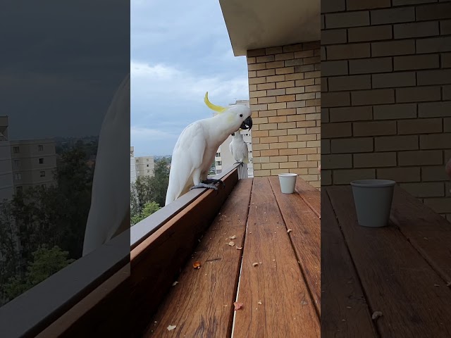 Clever Cockatoo Solves Guessing Game
