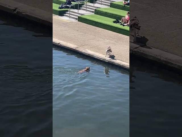 Great White Bark: Swimming Dog Channels Jaws to Scare Unsuspecting Pooch