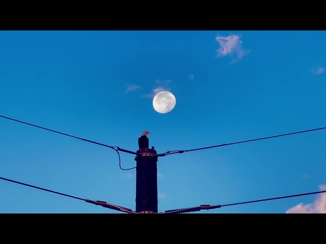 Bald Eagle Perches on Pole to Watch Sunrise