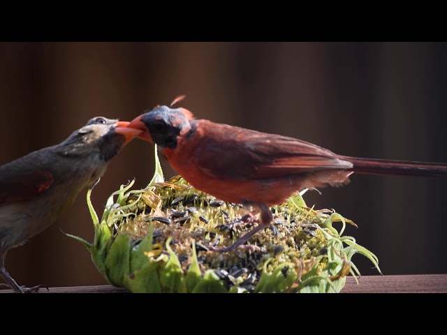 Cardinal Pair Feed on Sunflower