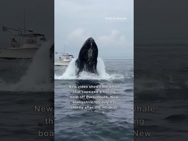 New Video Shows Whale That Capsized Boat in Portsmouth Shortly After Incident