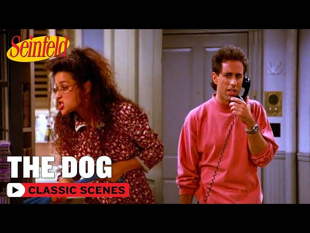 Jerry Has To Look After A Stranger's Pet | The Dog | Seinfeld