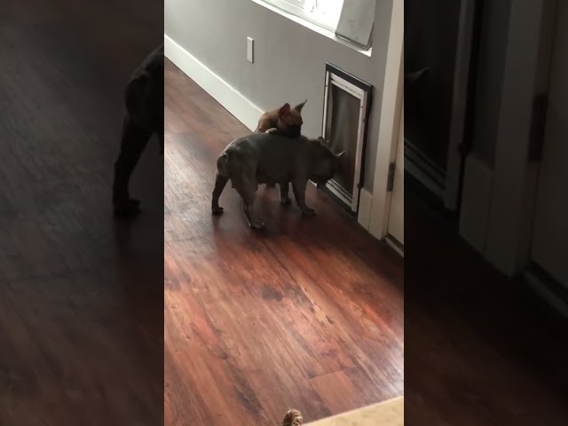 Old Dog Teaching New Tricks: Frenchie Shows Pup How to Use Pet Door