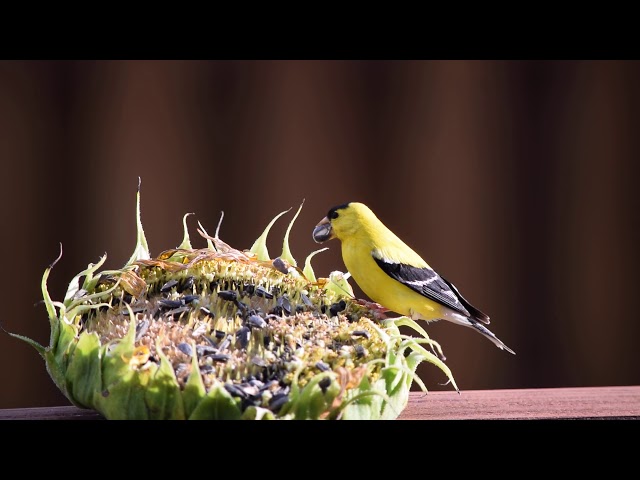 Yellow Finch Sunflower Feast