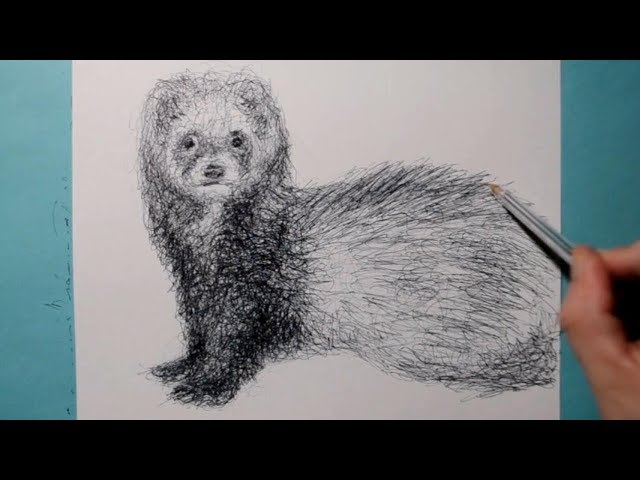 How to Draw a Realistic Ferret / Ballpoint Pen Drawing / Fun Scribble Art Style