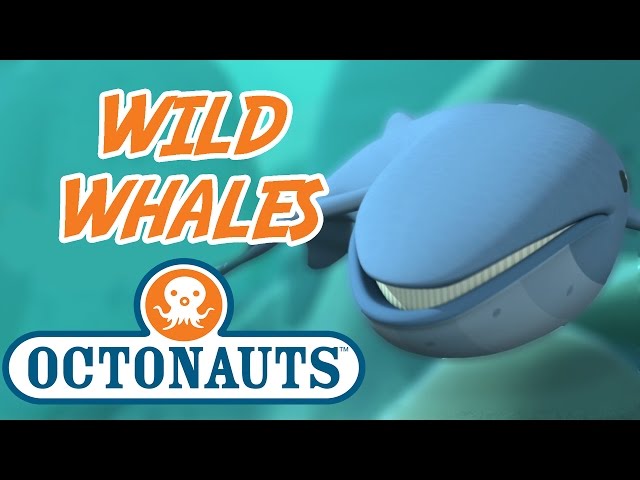 Octonauts | Wild Whales Compilation | Whale Cartoon for Kids