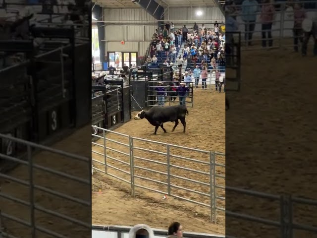 Escaped Rodeo Bull Runs Into Crowds at Florida State Fair