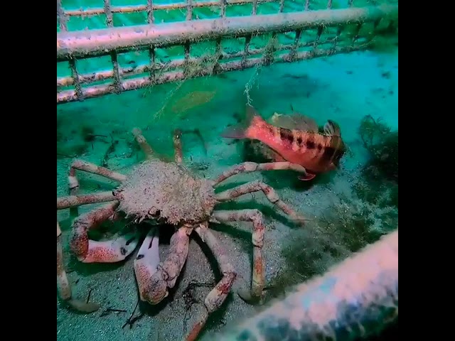 Giant Spider Crab 'Twice The Size' After Molting Old Shell in Port Phillip Bay