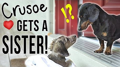 Season 4, The Crusoe Show (Cute and Funny Talking Dog Videos)