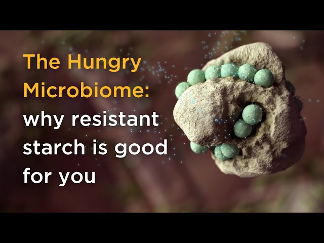 The Hungry Microbiome: why resistant starch is good for you
