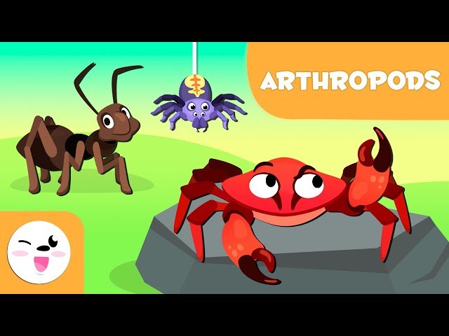 Arthropods for kids - Invertebrate animals - Natural Science For Kids