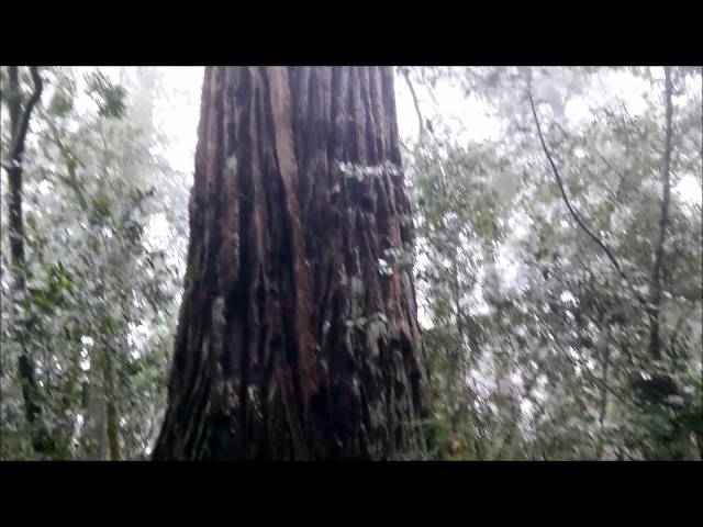 Redwoods National Park - Lady Bird Johnson Outlook