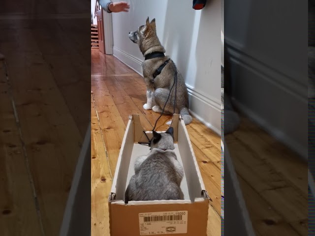A One Dog Open Sleigh? Cat Takes a Ride in Sled Pulled by Lykos Pup