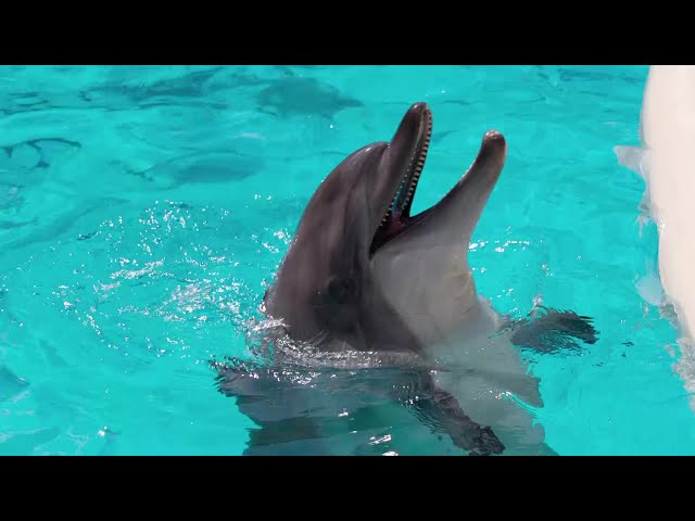 Aquarium Song | Simple Sea Animals Song for Kids