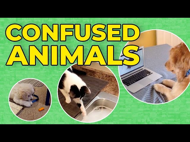 Confused Animals