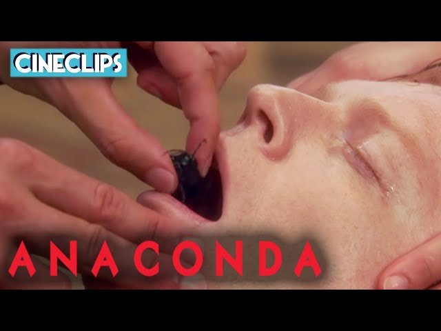 Swallowing A Poisonous Wasp | Anaconda | CineClips