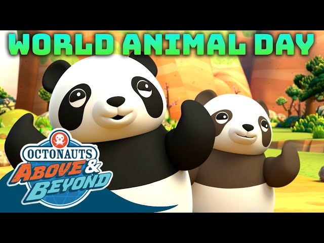 Octonauts: Above & Beyond - 🐱 World Animal Day 🐼 | Compilation | @Octonauts​