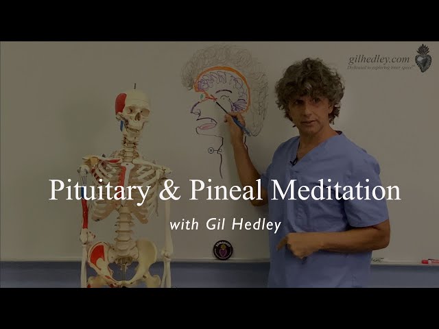 Pituitary & Pineal Gland: An Anatomical Meditation, with Gil Hedley