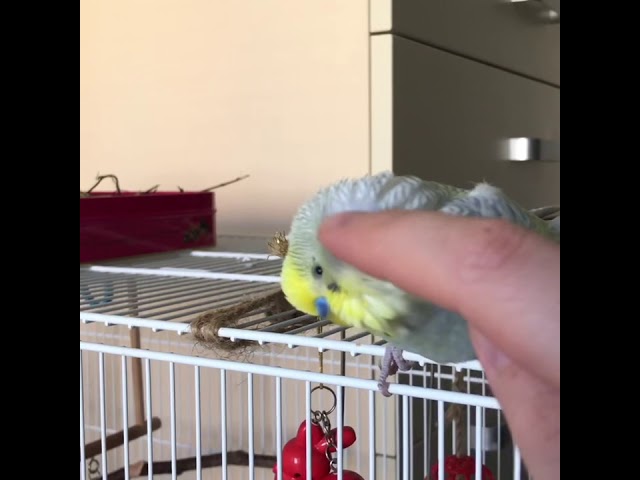 Волнистый попугай Кеша разрешает себя почесать