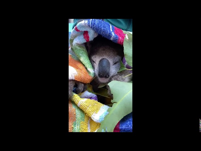 Recovering Koala Naps During Bath