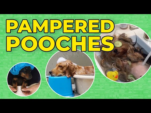 Pampered pooches